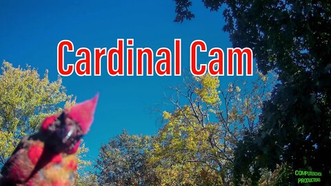 Cardinals - Extreme Close-Up Video