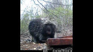 Porcupine out during the daytime