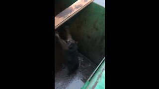 Racoon Rescue