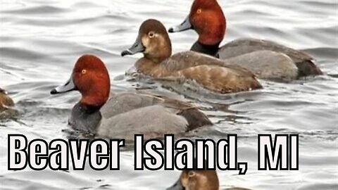 Beaver Island's Annual Redhead Duck Migration!