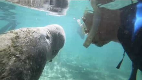 Snorkeler møder en søko helt tæt på