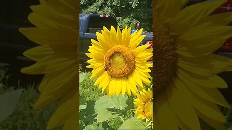 Sunflower Dove Field Update July 2023! 🌻🕊 #sunflower #dovehunting #shorts