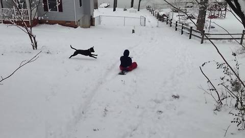 "A Dog Tackles A Woman On A Sled"