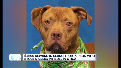 Police, Humane Society offering reward in fatal stabbing of 3-year-old pit bull mix Sterling