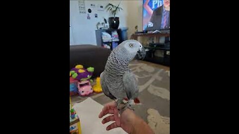 parrot song