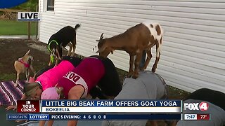 Little Big Beak Farm offers Goat Yoga classes in Bokeelia - 7:30am live report