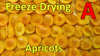 Freeze Drying Apricots (canned)