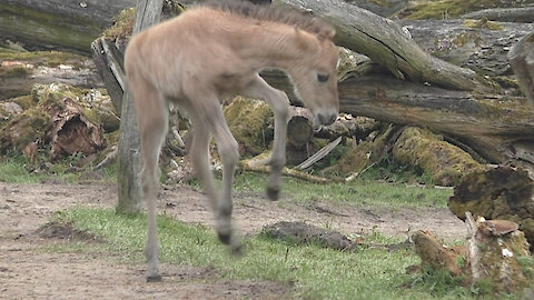 Wild young foal jumps for joy!
