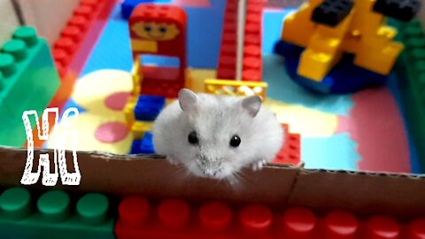 Funny Hamster Chip / LEGO Labyrinth / Obstacle Course /
