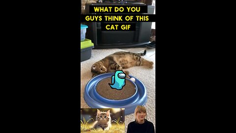 Cute Cat Gif