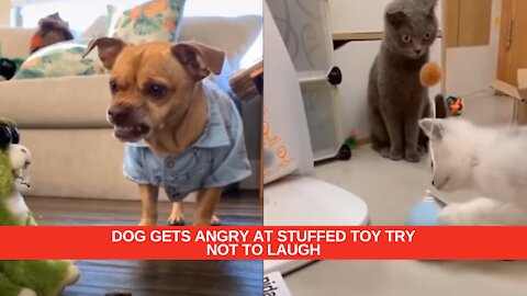 Cute and Funny Pets | Dog angry at the stuffed toy | try not to laugh animals compilation