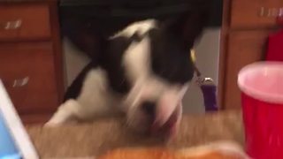 "Cute Dog Snitches Pretzel Off the Kitchen Counter"