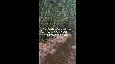 Can Bamboo Survive In Wet Areas? Part 3 Of 3 Ocoee Bamboo Farm 407-777-4807