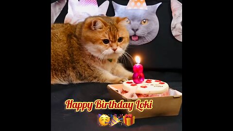 Cat birthday celebration🎁
