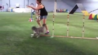 LOL, Dog Show FAIL