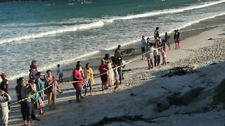 SOUTH AFRICA - Cape Town - Buffel the Southern Elephant seal on Fish Hoek Beach (f2G)