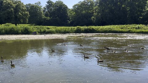 Canada Geese bathing on a very hot day