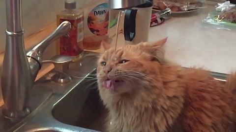 "A Cat Drinks Water In Slow Motion"