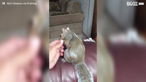 Cet adorable écureuil s'endort dans la main de son maître
