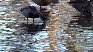 CatTV: Duck feeding pond