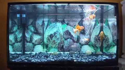 De vuelta con el acuario de Goldfish de 320 litros / mi pez sufre de vejiga natatoria-1