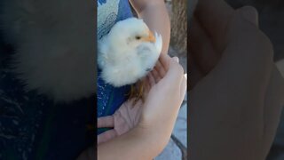 baby chick