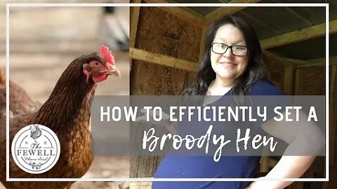 How to Efficiently Set a Broody Hen