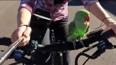 Papagaio adora passear de bicicleta com a dona