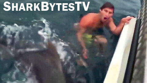 Shark Attack Caught on Video, Shark Bytes TV Ep 25, Tiger Shark Attacks Swimmer Near Boat