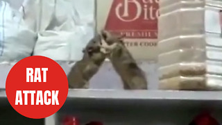 Hilarious video shows two rats having a 'boxing match' in a kitchen cupboard.