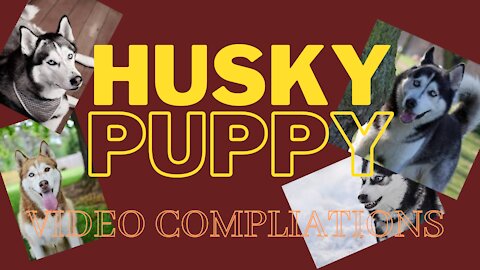 Cutest HUSKY puppy funny video compliations | funny husky, | funny puppy