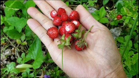 เก็บสตรอเบอรี่ป่า Mock strawberry, Indian strawberry เปิดบัานกำลังขาย