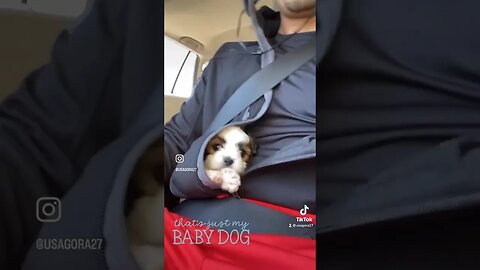 I’m just a baby 🐶 Daisy! #animal #cutedog #dog #dogs