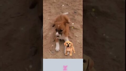 Cute innocent puppy sitting alone.#Shorts, #puppy,#alone,#cute puppy videos,#puppy videos,#animal