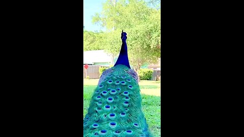 Beautiful Peacock Dance 😍