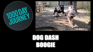 1000 Day Journey 0316 Dog Dash Boogie