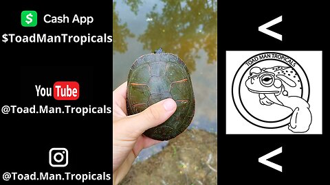 Speedy Painted Turtle! Rescued from the Pool ( Toad Man Tropicals )