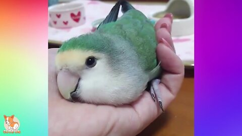 🤣 Cute Parrots Doing Funny Things - 😍