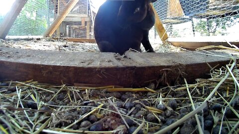 Wilma the rabbit cleaning herself while lady the rabbit runs around