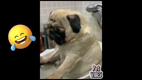 Best Funny Animal Videos😂Videos That Make You Laugh CatsDogs🐱🐶#1 COMPILATION