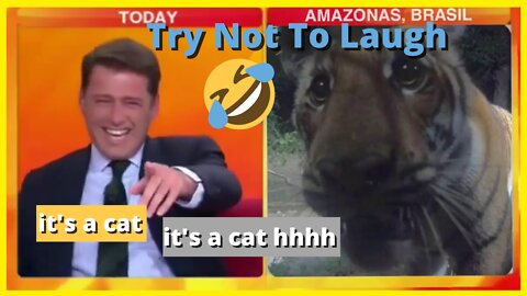 Announcer bursts out laughing when he sees a funny-faced tiger