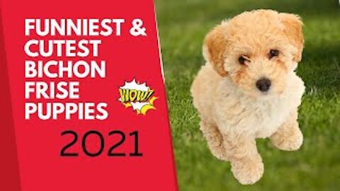 Funnyest Cutest Bichon Frise Puppy Lovely moments 2021