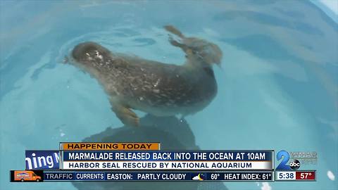 Marmalade the seal to be released back into the ocean