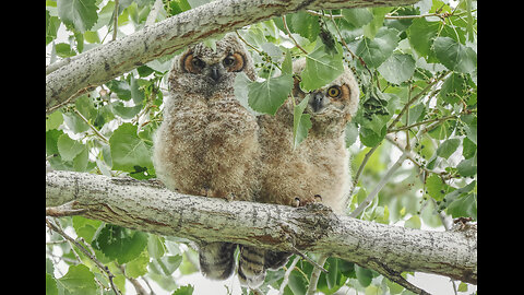 Great Horned Owls