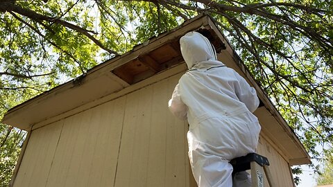 See me pull one wax section and educate the the neighbor about mowing….shed rescue