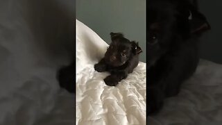 CUTE BLACK DOG #pet #viral