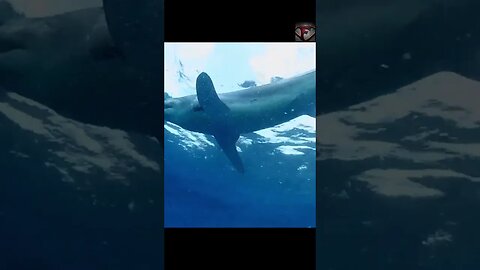 The Shortfin Mako Shark Facts #shorts #amazingfacts #animals #shark