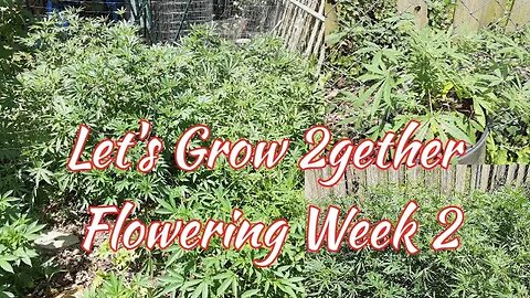 Lets Grow 2gether: Flowering Week 2 - Maintenance
