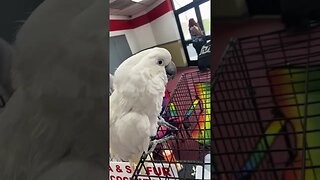 I bought a cockatoo 😂