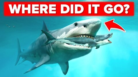 50 Insane Facts About Megalodon You Didn't Know